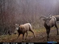 Asotin Ck.sheep.webp