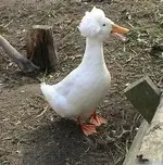 duck.webp
