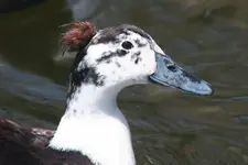 DUCKS 017.webp