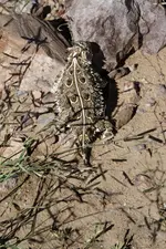 _MG_frog.webp _MG_frog.webp