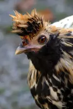 Ambers birds 049 copy 2.webp