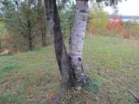 IMG_0004.webp