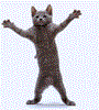 Cat dance.gif Cat dance.gif