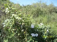100_2426.webp