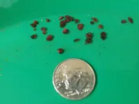Garnets.webp
