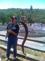 snake.webp
