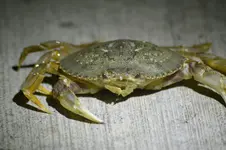 c5d8r0a.webp