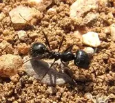ants3.webp ants3.webp