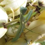 Mantis2.webp Mantis2.webp