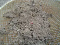 pp finds 9-15-13 001.webp