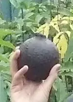 cannon ball hand.webp
