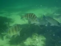 drum.webp
