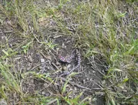 sept hunt 023.webp