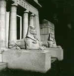 SphynxDodge.webp