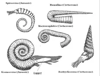 ammonites.webp