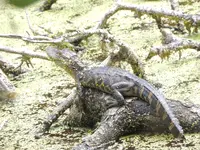 DSCN2534.webp