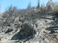 Aspen fire 003.webp