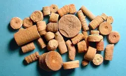 6fssl-crinoid-stems3a.webp