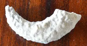 fossil1.webp