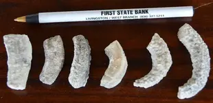 fossil2.webp