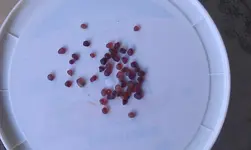 ant hill garnets.webp