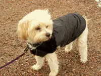 bella 1.webp