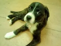 ollie day 1.webp