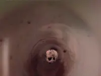 tube 003.webp