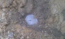 merc dime.webp