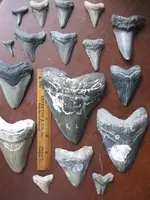 tooths.webp