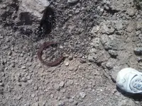 Horseshoe by wall.webp