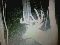 big buck.webp