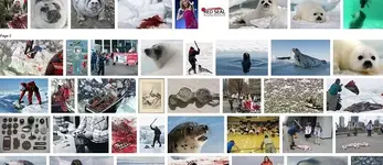 seals1.webp