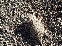 horned toad2.webp