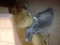 nala.webp nala.webp