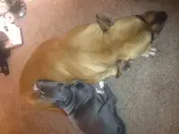 nala2.webp nala2.webp