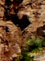 RHarea - Looking W across Gulch(crop)LG-B4.webp