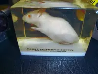 DSC05001.webp