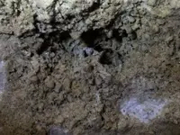 image-449170683.webp