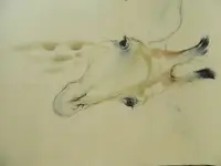 DSCN5746.webp