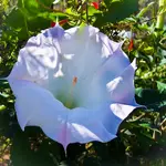 100_2428-2.webp