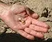A-Nugg.webp