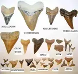 shark-teeth-id-chart.webp