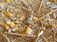 DSCN2336.webp