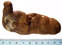 coproliteB.webp