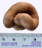 coproliteCatA.webp