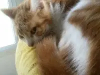 Fence Kitty Sleeping on Porch.webp