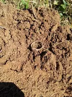 daves ring.webp