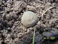 5-7-07 eagle button.webp