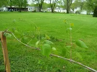 100_0038.webp